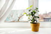 A window with a small potted plant.