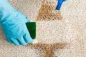 gloved hands cleaning carpet with spray and sponge