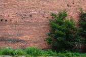 An overgrown shrub against a brick wall.