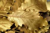 Gold leaves