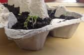 An egg carton with seedlings and soil in it.