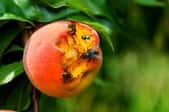 A peach rotting on the tree attracts insects.