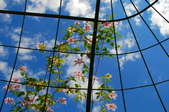 Flowers of Clematis in front of a blue sky climbing a trellis to reach the sun