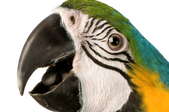Best Type of Pet Bird Food to Improve Feathers