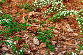 mulch among small white flowers