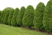 a row of pruned American Arborvitae