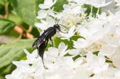 A great black wasp gathers nectar from a group of white flowers.
