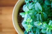 A healthy green mint plant growing in a small planter.