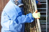 A professional wearing a respirator and safety suit while removing asbestos.