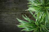 Spider plants against a wood background.