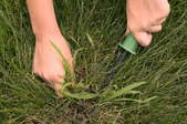 A pair of hands pulling out crabgrass from a lawn.