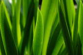 long broad grass leaves