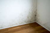 Mildew and mold on a wall.