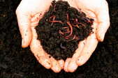 Worms and rich compost in a gardener
