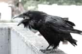 A big ugly raven perched on you balcony wall.