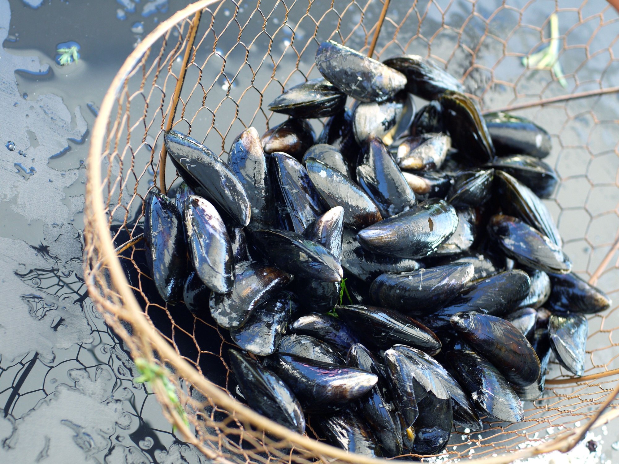 How to Collect Sea Mussels