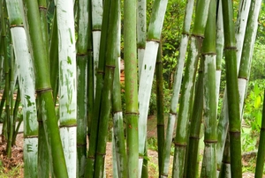 A bamboo fence.