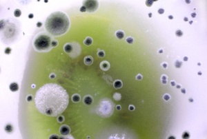 mildew