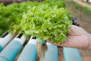 Hydroponically grown plant