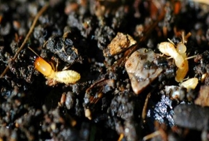 Bugs hiding in mulch