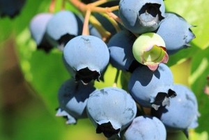 blueberries growing on a bush