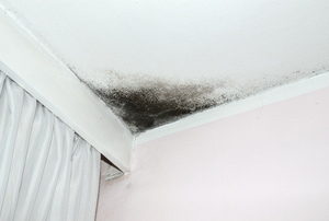 Black mold growing on the ceiling in the corner of a room.