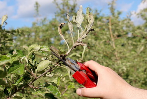 red shears cutting a plant with mildew on it