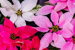 white pink and red poinsettias