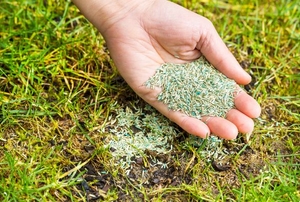 A hand above a green lawn holding a palm full of grass seed
