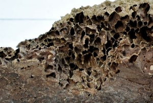 empty gray termite nest