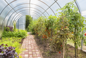greenhouse with plants and a brick walkway