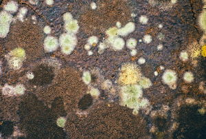 A close-up of mildew or mold. 