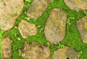A stone and moss walkway.