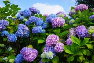A bountiful display of hydrangeas against a bright blue sky.