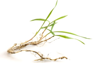 A piece of crabgrass against a white background.