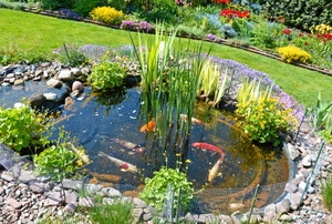 A koi pond.