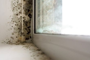 Mold along a window border