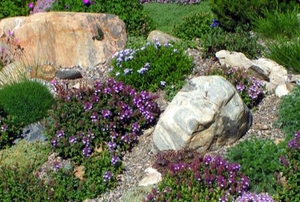 rock garden with purple flowers