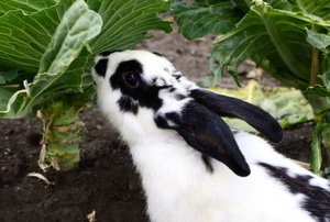 black and white rabbit nibbling vegetables in garden