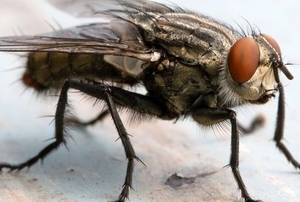 A fly.
