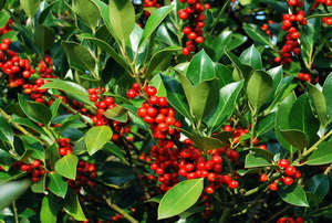 holly tree producing red berries