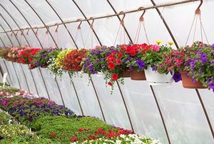 Greenhouse With Flowers