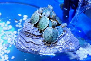 turtles on a rock in a pond