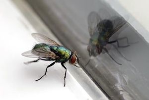 A house fly sitting on a window sill with its reflection in the window glass.