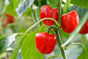 Red bell peppers on a vine