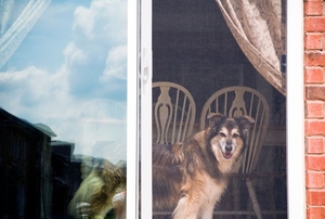 dog standing inside a sliding screen door