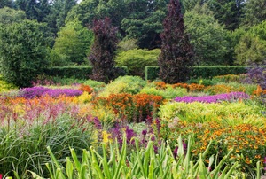 A colorful garden.