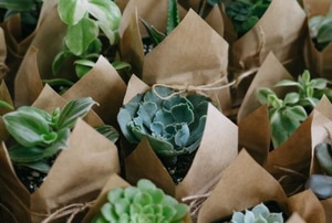 indoor plants in brown paper