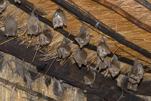 Bats hanging upside down.