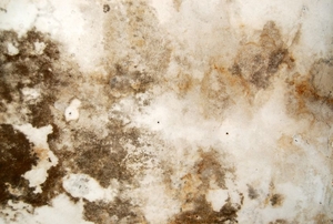 Patches of mold grow on a dirty wall.